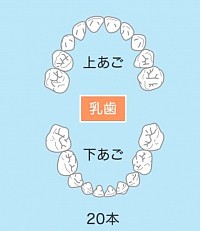 乳歯列
